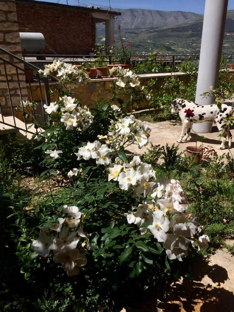 Guesthouse Villa Rosa Berati Quarto foto